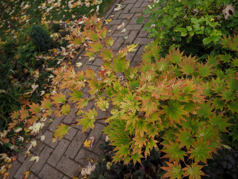 &#201;rable, &#201;rable du japon dor&eacute;, Acer shirasawanum 'aureum'