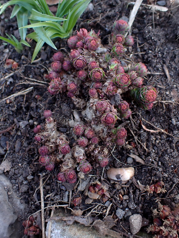 Rhodiole, racine d&#146;or, racine arctique, Rhodiola rosea 