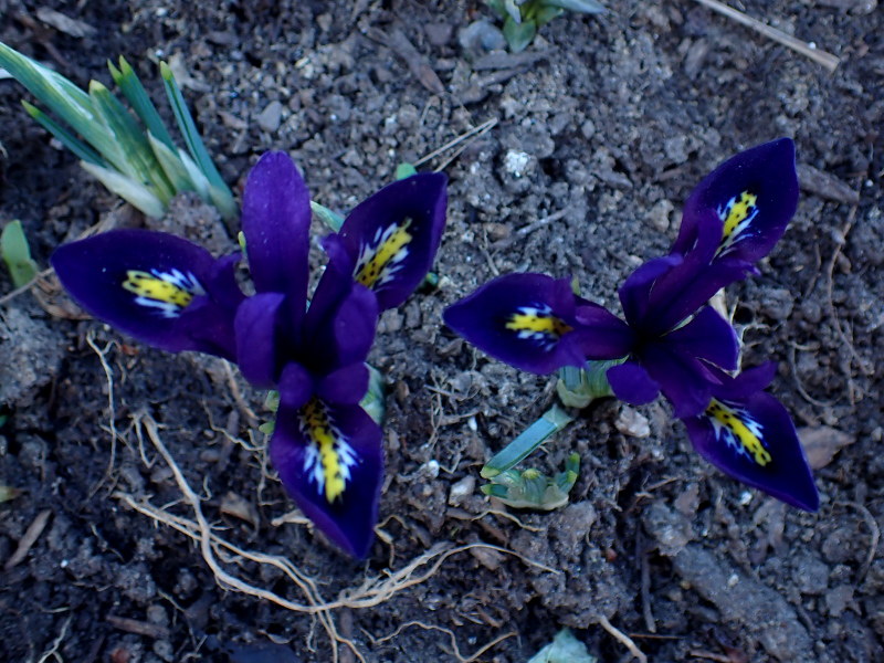 Iris reticulata Blue Hill