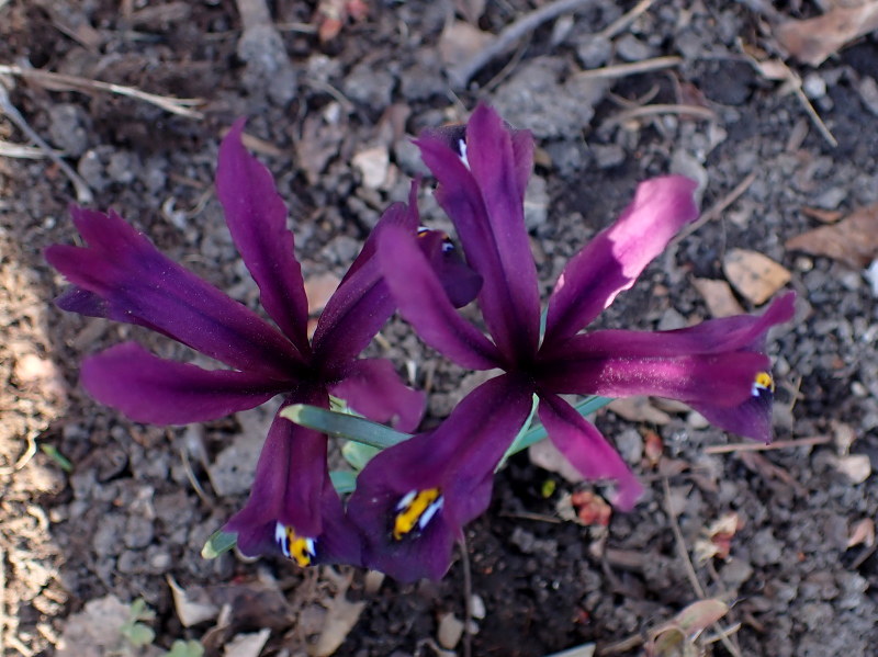 Iris reticulata 'JS Dijt'
