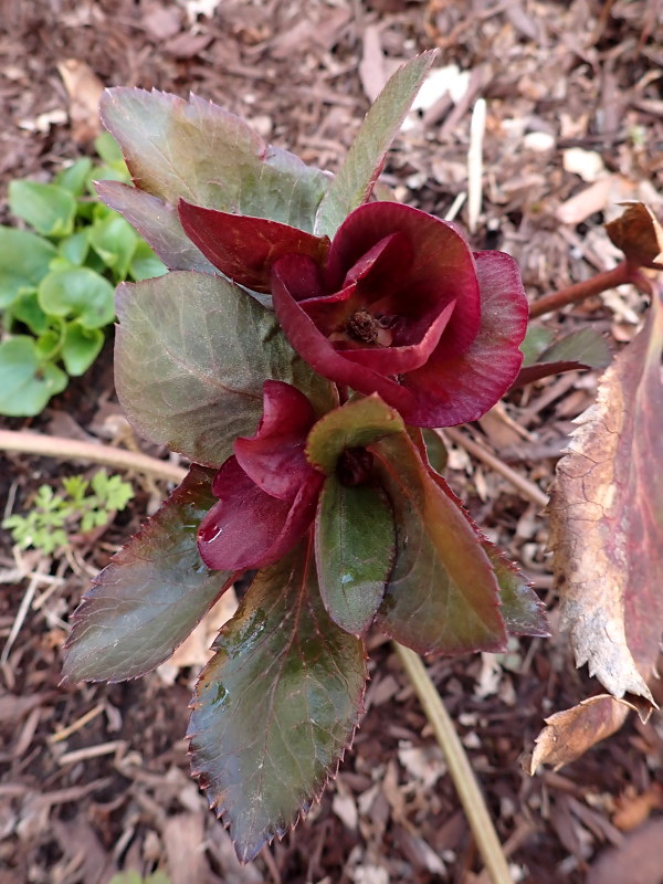 Hellébore Helleborus ×hybridus Annas Red