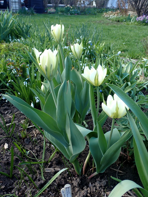 Tulipe, tulipes Tulipa fosteriana Exotic Purissima