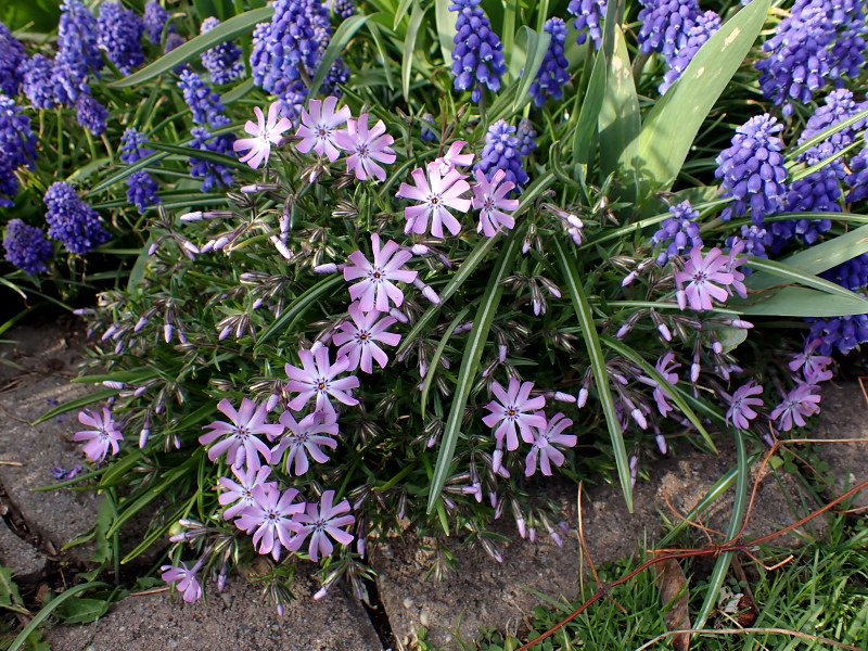 Phlox subulata 'Bedazzled Lavender'