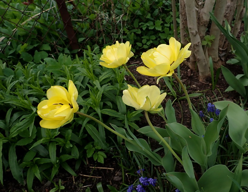 Tulipe, tulipes Tulipa ×darwin Akebono