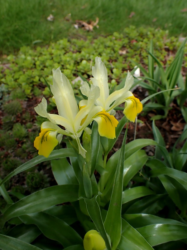 Iris bucharica 