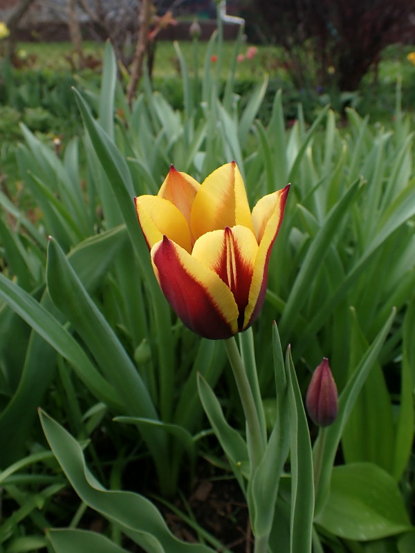Tulipe, tulipes, Tulipa 'Gavota'