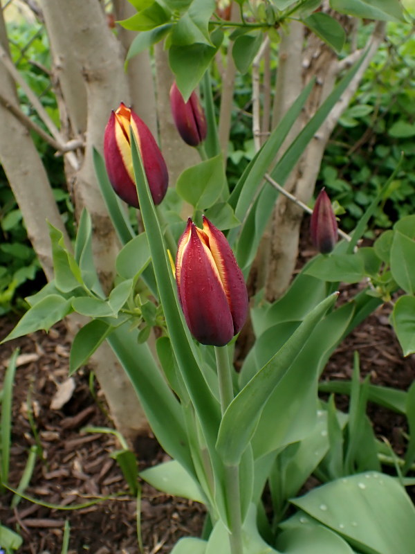 Tulipe, tulipes Tulipa Gavota