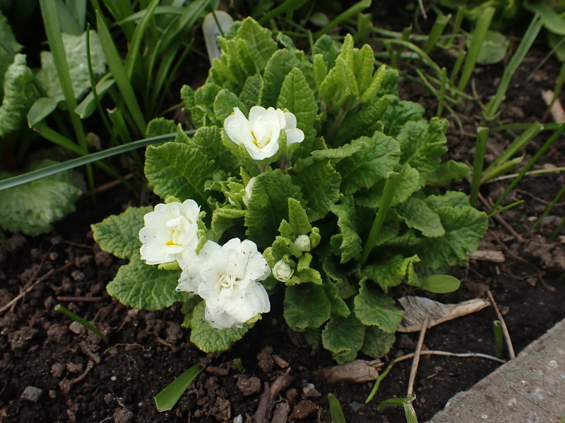 Primevère, primulas Primevère commune, Primevère acaule, Primevère des jardins Primula vulgaris Dawn Ansell