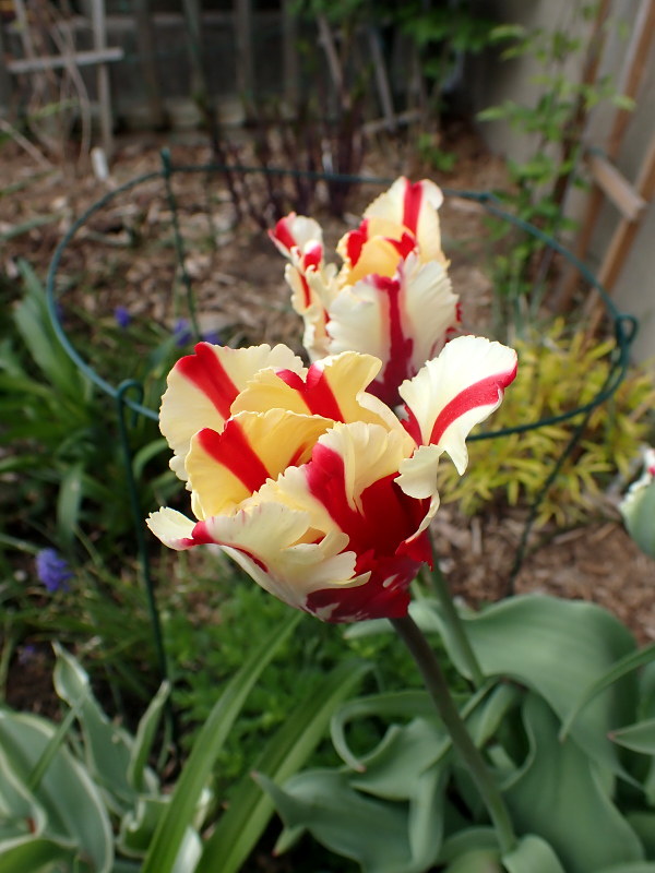 Tulipe, tulipes Tulipa Flaming Parrot