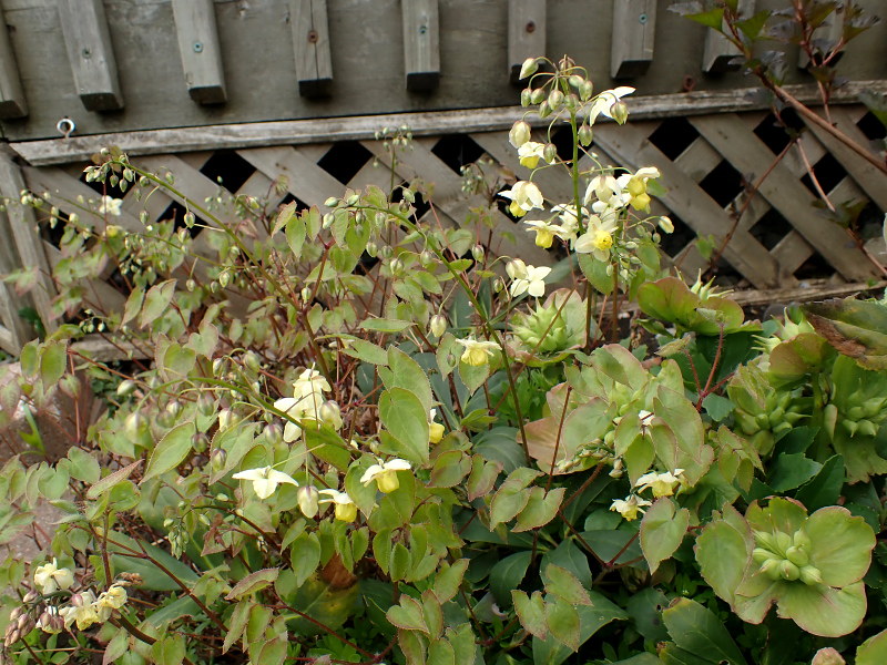 Epimède, fleur des elfes, Épimédium Epimedium ×versicolor sulphureum