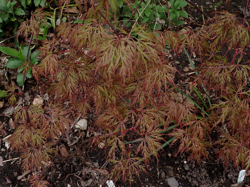 &#201;rable, &#201;rable palm&eacute;, &#201;rable japonais, Acer palmatum 'dissectum Orangeola'