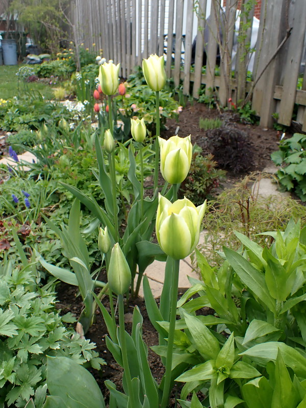 Tulipe, tulipes, Tulipa viridiflora 'Spring Green'