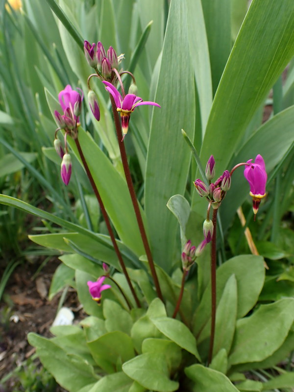 Dod&eacute;cath&eacute;on, Giroselle de Virginie, Primula meadia, Dodecatheon meadia 'Lilac'