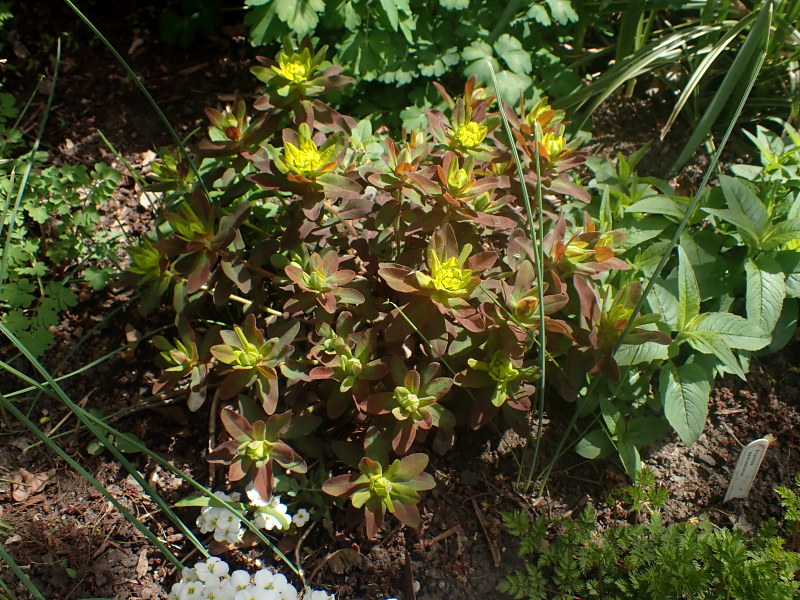 Euphorbe Euphorbia polychroma Bonfire