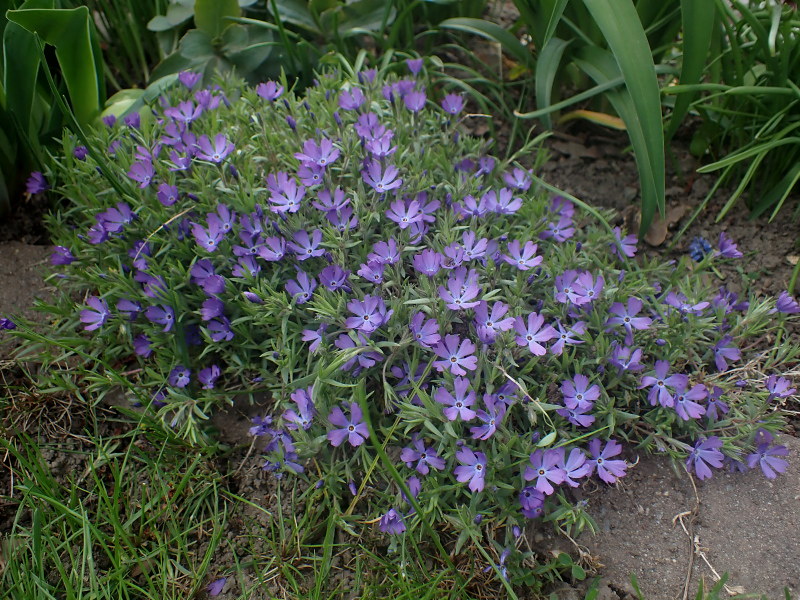 Phlox subulata 'Violet Pinwheel'