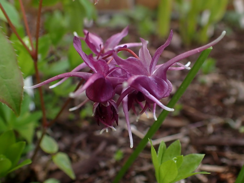 Epimède, fleur des elfes, Épimédium Fleur des elfes à grandes fleurs Epimedium grandiflorum Purple Prince