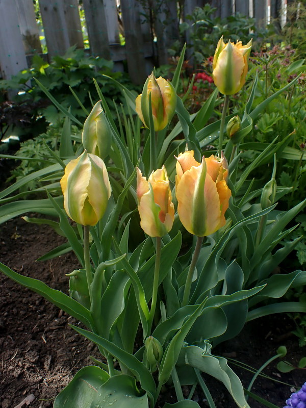 Tulipe, tulipes, Tulipa viridiflora 'Golden Artist'