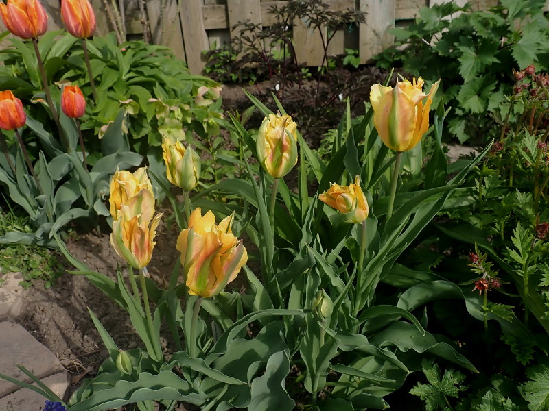 Tulipe, tulipes Tulipa viridiflora Golden Artist