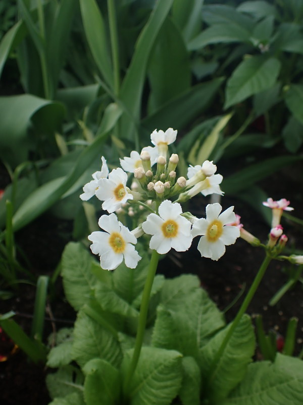 Primevère, primulas Primevère du Japon Primula japonica Postford White