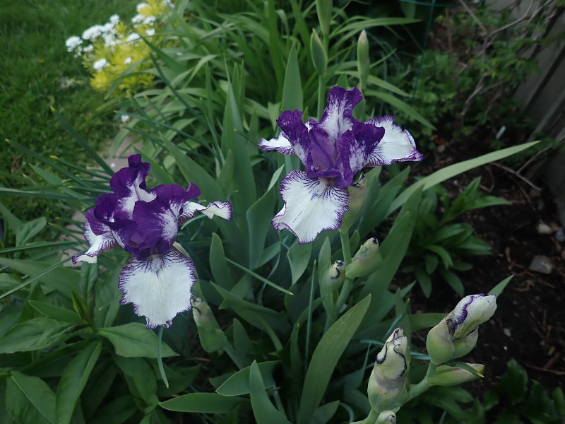 Iris d&rsquo;Allemagne, Iris barbu, Iris germanica 'Rimaround'