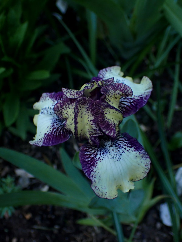 Iris d'Allemagne, Iris barbu Iris germanica Purple Paws