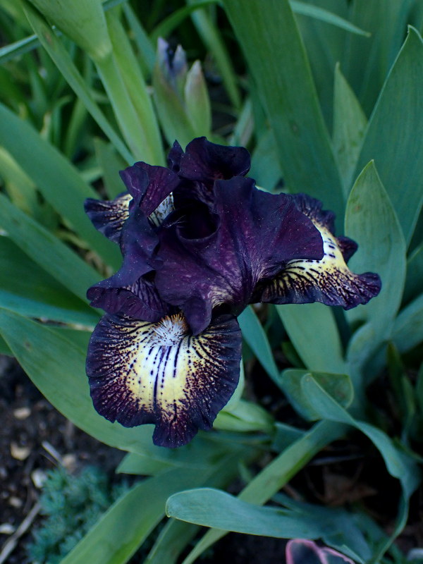 Iris d&rsquo;Allemagne, Iris barbu, Iris germanica 'Ruby Eruption'