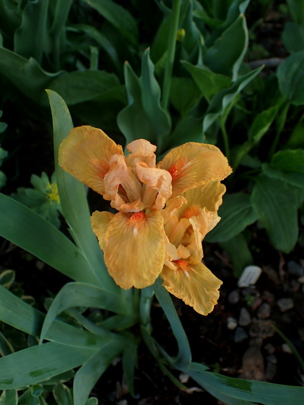 Iris d'Allemagne, Iris barbu Iris germanica Orange Tiger