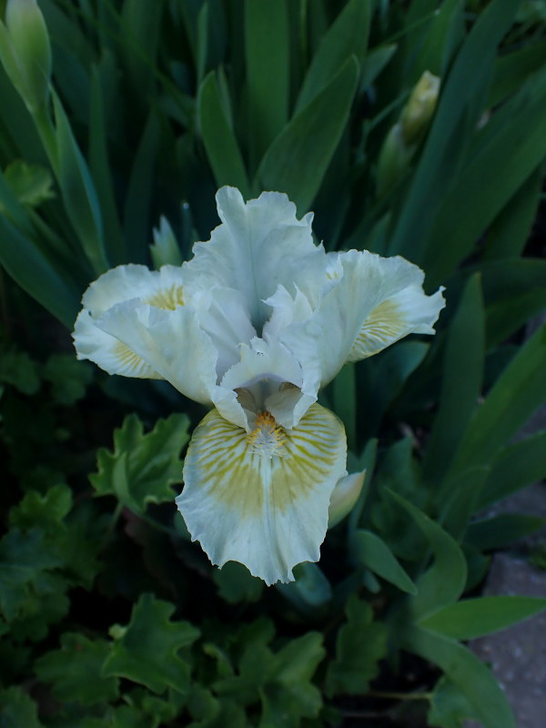 Iris d&rsquo;Allemagne, Iris barbu, Iris germanica 'Leprechauns Purse'