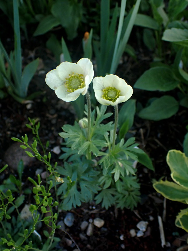 An&eacute;mone, Anemone parviflora 