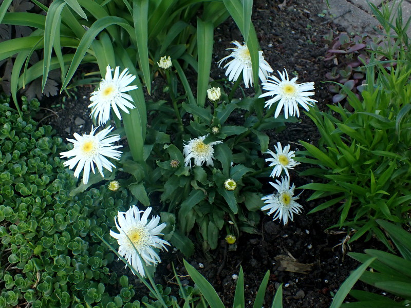 Marguerite Marguerite Leucanthemum ×superbum Carpet Angel Daisy