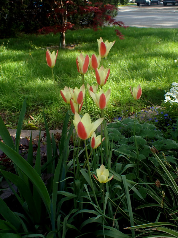 Tulipe, tulipes Tulipe de l'Écluse, Tulipe de Perse, Tulipe-radis Tulipa clusiana Tinka