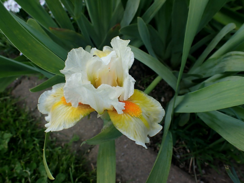 Iris d&rsquo;Allemagne, Iris barbu, Iris germanica 'Lumalite'