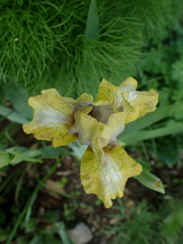 Iris d&rsquo;Allemagne, Iris barbu, Iris germanica 'Paradigm'