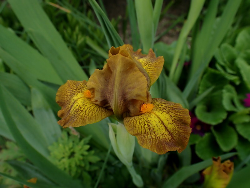 Iris d&rsquo;Allemagne, Iris barbu, Iris germanica 'Burn Notice'