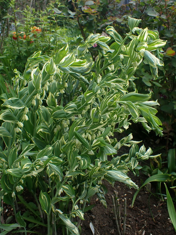 Sceaux de Salomon, (Polygonatum multiflorum × Polygonatum odoratum), Polygonatum ×hybridum 'Grace Barker'