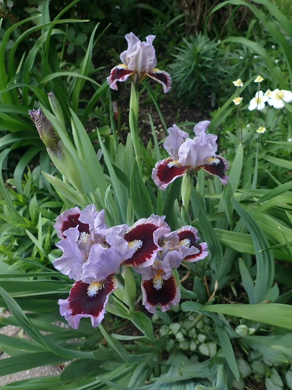 Iris de Sib&eacute;rie, Iris sibirica 'Going into Circles'