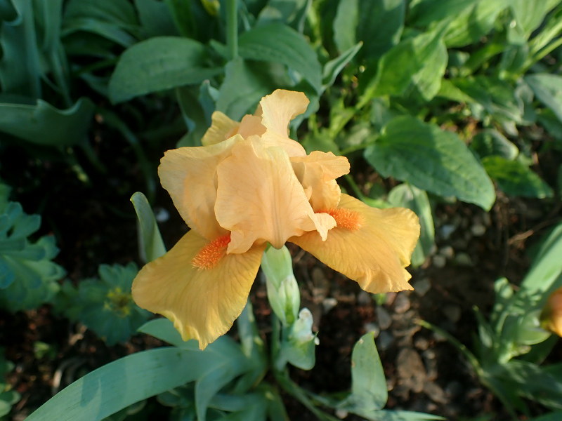 Iris d&rsquo;Allemagne, Iris barbu, Iris germanica 'Orange Tiger'