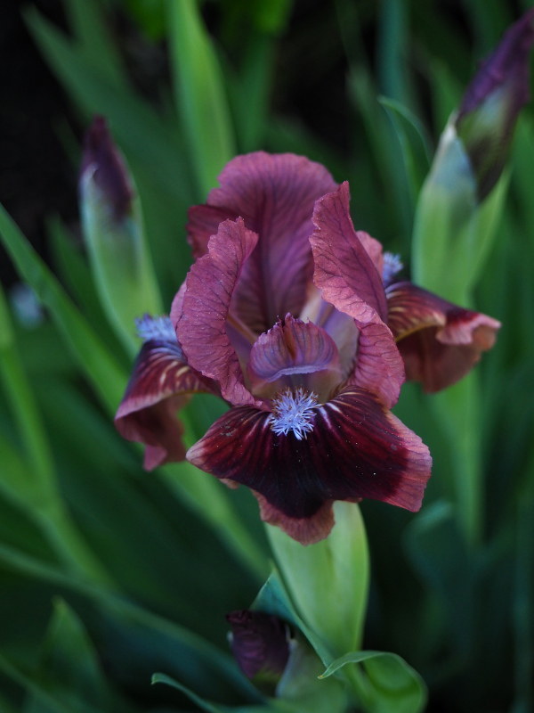 Iris d&rsquo;Allemagne, Iris barbu, Iris germanica 'Cats Eye'