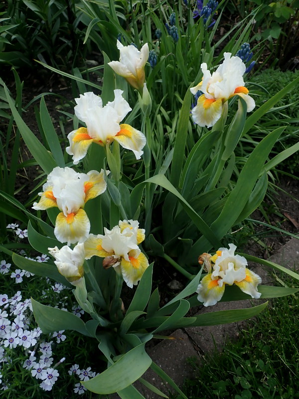 Iris d'Allemagne, Iris barbu Iris germanica Lumalite