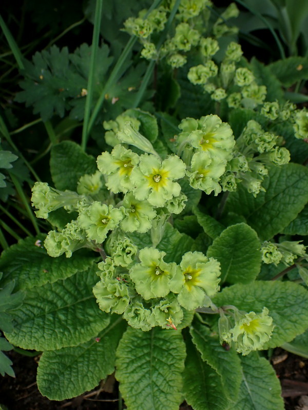 Primev&egrave;re, primulas, Primev&egrave;re polyanthus, polyantha, Primula ×polyantha 'Green Lace'