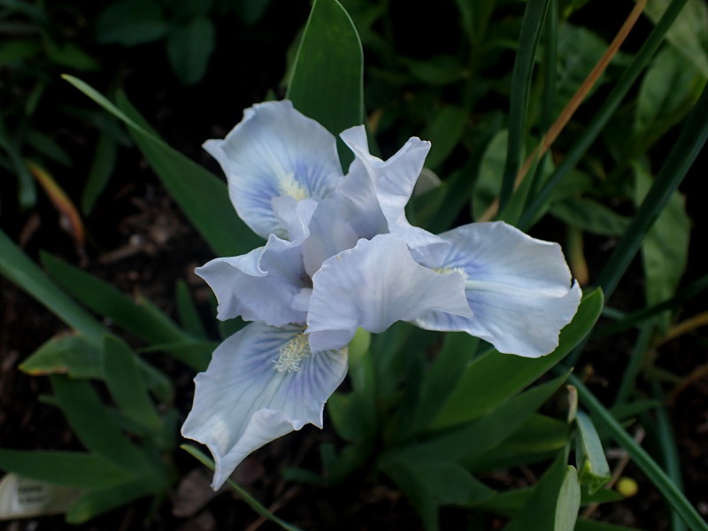Iris nain, Iris pumila 'Blue Denim'