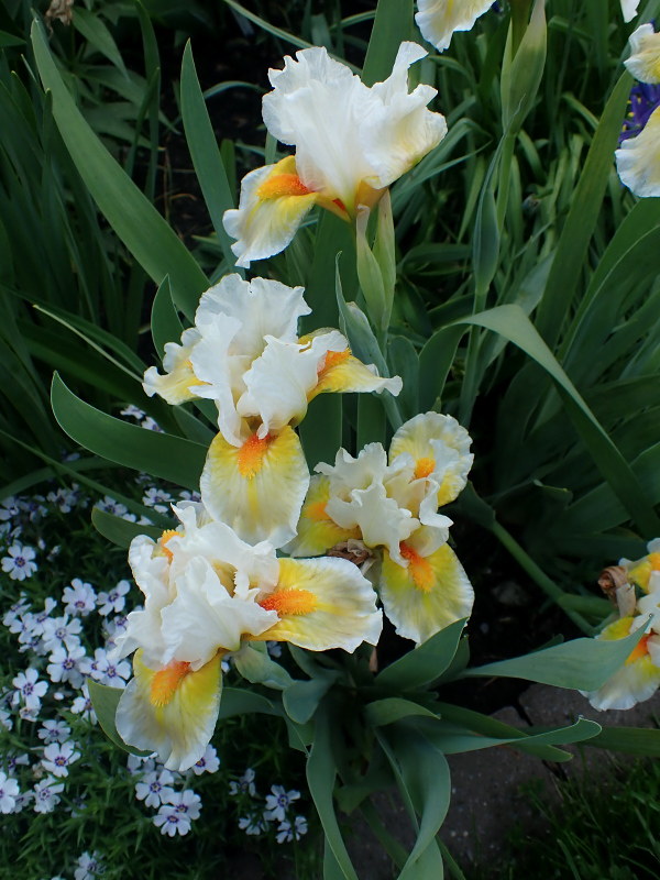 Iris d&rsquo;Allemagne, Iris barbu, Iris germanica 'Lumalite'