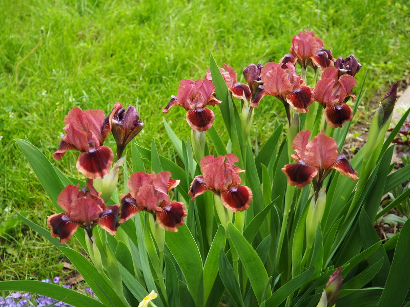 Iris d&rsquo;Allemagne, Iris barbu, Iris germanica 'Cats Eye'