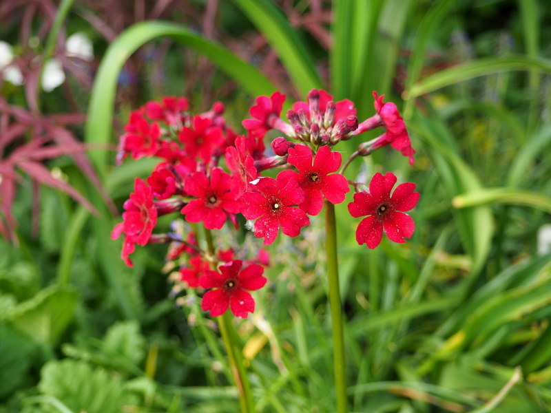 Primevère, primulas Primevère du Japon Primula japonica Miller's Crimson