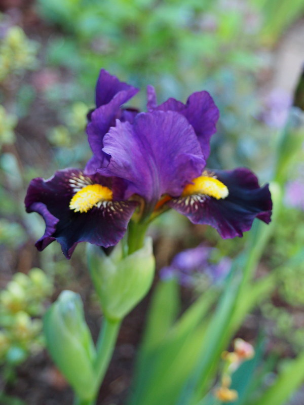 Iris d'Allemagne, Iris barbu Iris germanica Beckoning