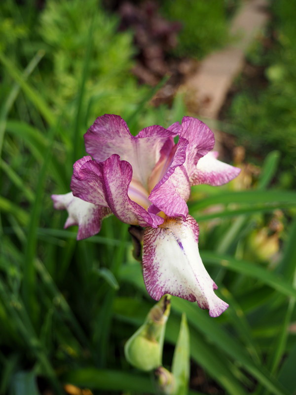Iris d'Allemagne, Iris barbu Iris germanica Chatterbox
