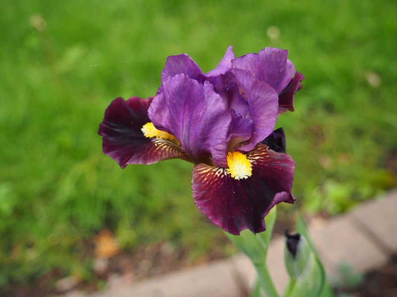 Iris d'Allemagne, Iris barbu Iris germanica Beckoning