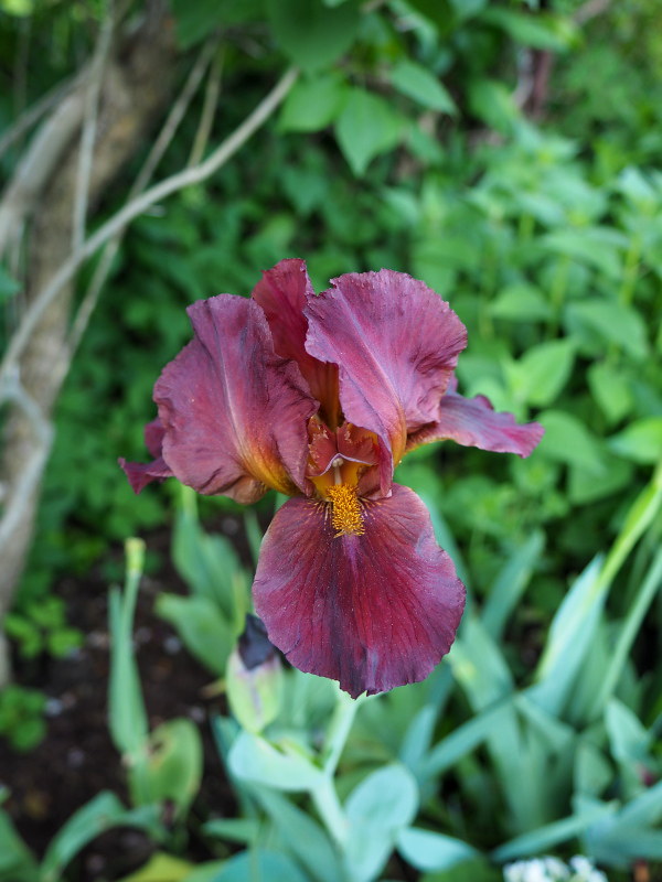 Iris d'Allemagne, Iris barbu Iris germanica Red Zinger