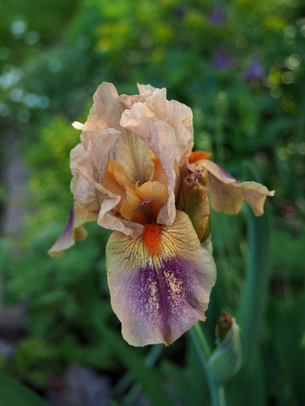 Iris plicata 'Logo'