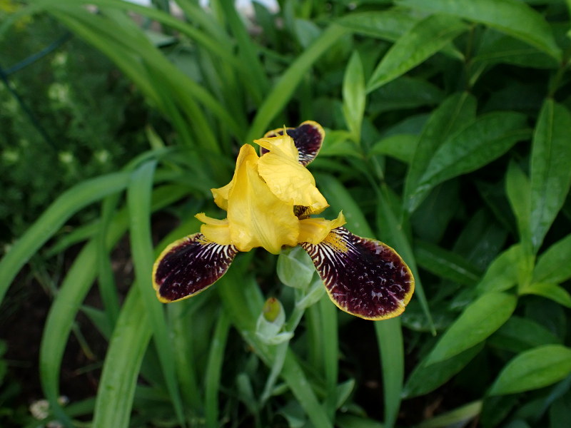 Iris nain, Iris pumila 'Bumblebee Deelite'